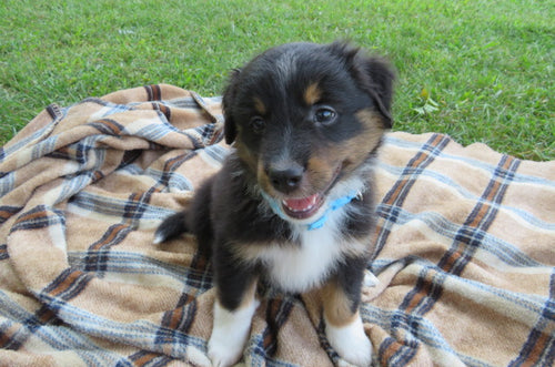 Male Tricolor Coco Rolly Puppy (Blue Collar)