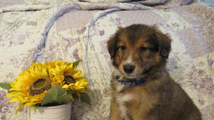 Male Sable Dixie Rolly Puppy (Blue Collar)