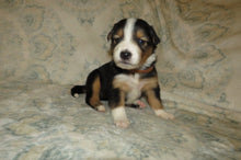 Male Tri-Color Poppy Rolly Puppy (Brown Collar)