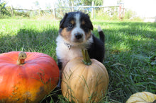 Male Tri-Color Pumpkin Rolly Puppy (Gray Collar)