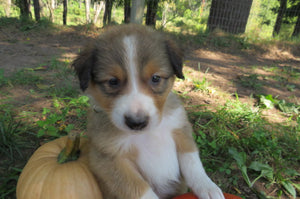 Male Sable Poppy Rolly Puppy (Green Collar)