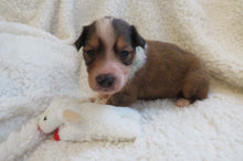 Male Sable Poppy Rolly Puppy (Green Collar)
