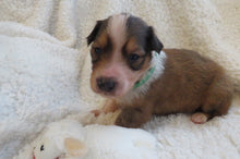 Male Sable Poppy Rolly Puppy (Green Collar)