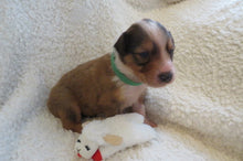 Male Sable Poppy Rolly Puppy (Green Collar)