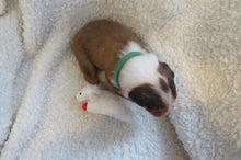 Male Sable Poppy Rolly Puppy (Green Collar)