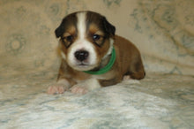 Male Sable Poppy Rolly Puppy (Green Collar)