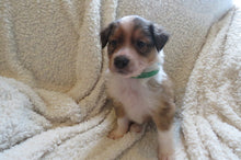 Male Sable Poppy Rolly Puppy (Green Collar)