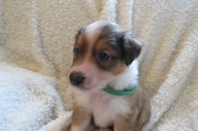 Male Sable Poppy Rolly Puppy (Green Collar)