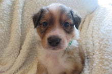 Male Sable Poppy Rolly Puppy (Green Collar)