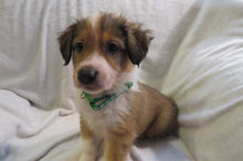 Male Sable Poppy Rolly Puppy (Green Collar)