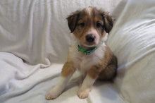 Male Sable Poppy Rolly Puppy (Green Collar)