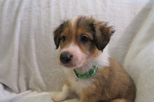 Male Sable Poppy Rolly Puppy (Green Collar)