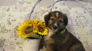 Male Sable Dixie Rolly Puppy (Green Collar)