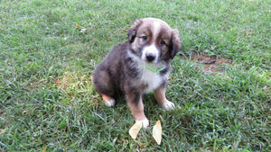 Male Sable Coco Rolly Puppy (Green Collar)