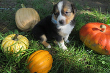Male Tri-Color Poppy Rolly Puppy (Light Blue Collar)
