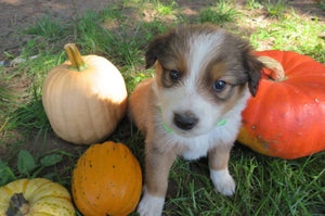 Male Sable Poppy Rolly Puppy (Light Green Collar)