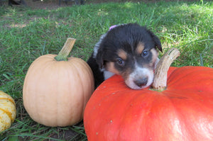 Female Tri-Color Pumpkin Rolly Puppy (Lilac Collar)