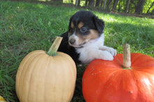 Female Tri-Color Pumpkin Rolly Puppy (Lilac Collar)