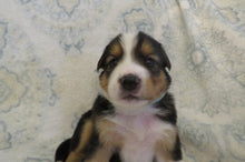 Male Tri-Color Poppy Rolly Puppy (Light Blue Collar)