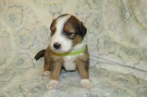 Male Sable Poppy Rolly Puppy (Light Green Collar)