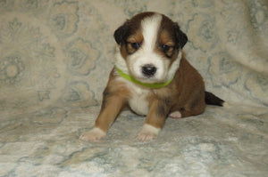 Male Sable Poppy Rolly Puppy (Light Green Collar)