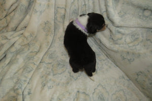 Female Tri-Color Pumpkin Rolly Puppy (Lilac Collar)