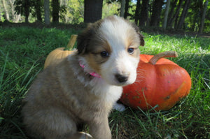 Female Sable Poppy Rolly Puppy (Magenta Collar)