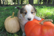 Female Sable Poppy Rolly Puppy (Magenta Collar)