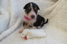 Female Tricolor Poppy Rolly Puppy (Magenta Collar)