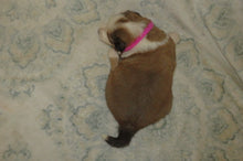 Female Sable Poppy Rolly Puppy (Magenta Collar)