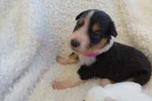 Female Tricolor Poppy Rolly Puppy (Magenta Collar)