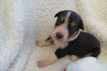 Female Tricolor Poppy Rolly Puppy (Magenta Collar)