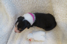 Female Tricolor Poppy Rolly Puppy (Magenta Collar)