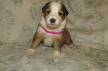 Female Sable Poppy Rolly Puppy (Magenta Collar)