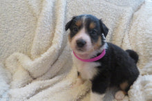 Female Tricolor Poppy Rolly Puppy (Magenta Collar)