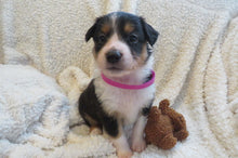 Female Tricolor Poppy Rolly Puppy (Magenta Collar)