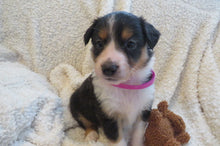 Female Tricolor Poppy Rolly Puppy (Magenta Collar)