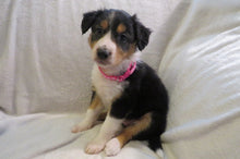 Female Tricolor Poppy Rolly Puppy (Magenta Collar)