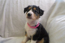 Female Tricolor Poppy Rolly Puppy (Magenta Collar)