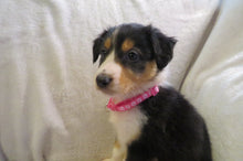 Female Tricolor Poppy Rolly Puppy (Magenta Collar)