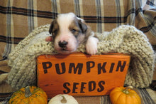 Male Sable Pumpkin Rolly Puppy (Orange Collar)