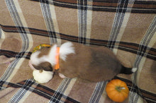Male Sable Pumpkin Rolly Puppy (Orange Collar)