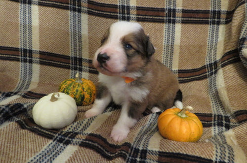 Male Sable Pumpkin Rolly Puppy (Orange Collar)