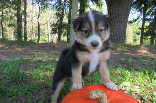 Male Tri-Color Poppy Rolly Puppy (Orange Collar)