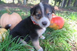 Male Tri-Color Poppy Rolly Puppy (Orange Collar)