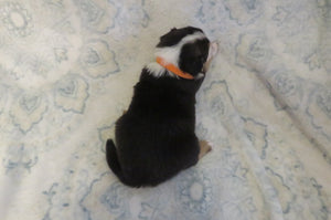 Male Tri-Color Poppy Rolly Puppy (Orange Collar)