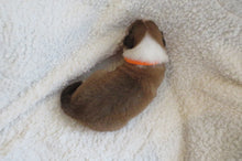 Male Sable Poppy Rolly Puppy (Orange Collar)