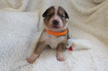 Male Sable Poppy Rolly Puppy (Orange Collar)