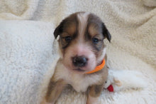 Male Sable Poppy Rolly Puppy (Orange Collar)