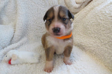 Male Sable Poppy Rolly Puppy (Orange Collar)